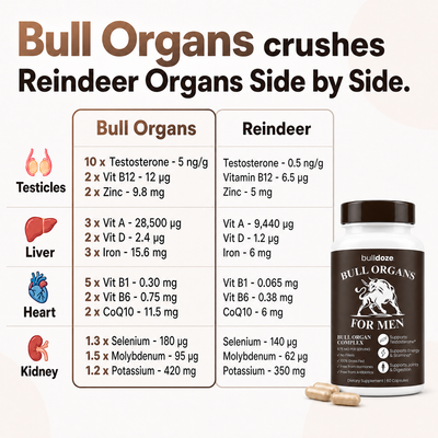 Bull organs versus reindeer organs comparison