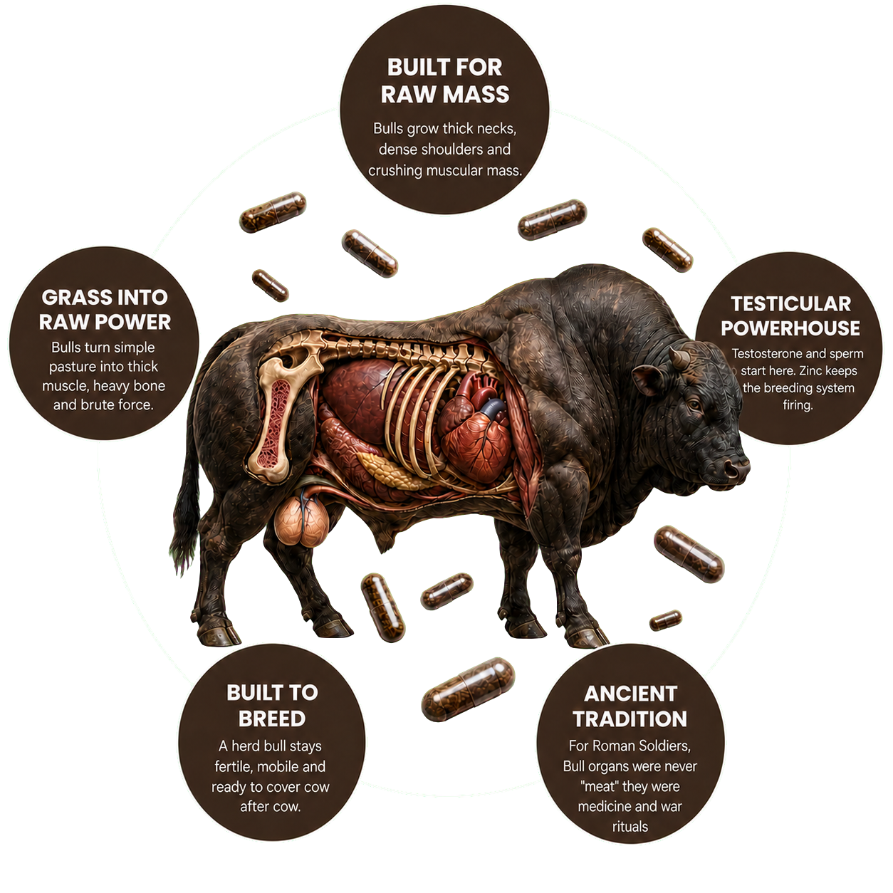 Anatomical bull surrounded by five facts about its muscular build, fertility, grass-fed nutrition and ancient use of bull organs